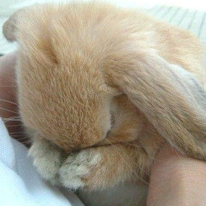 Meet your Posher, Judy